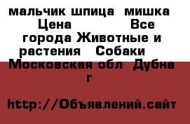 мальчик шпица (мишка) › Цена ­ 55 000 - Все города Животные и растения » Собаки   . Московская обл.,Дубна г.